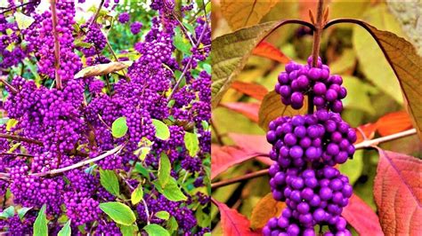 Эффектный кустарник красивый даже зимой! | GardenLife | Дзен