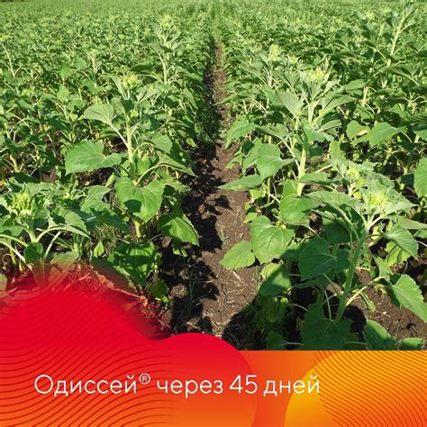 Для защиты гибридов подсолнечника новый гербицид Одиссей®