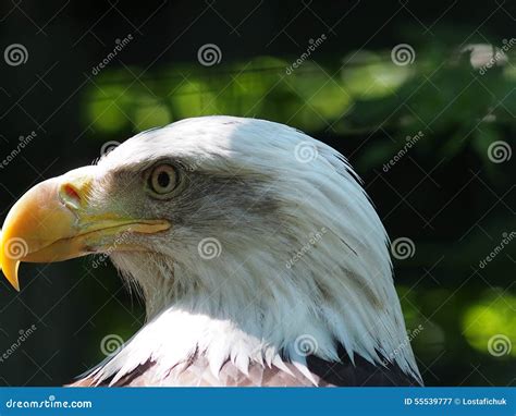 Bald Eagle Stock Image Image Of Fliers Eyesight Prey 55539777