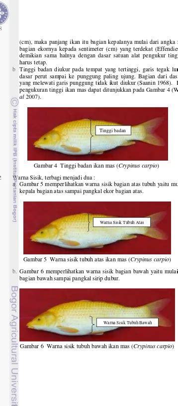 Sistem Pakar Identifikasi Varietas Ikan Mas Cyprinus Carpio Berdasarkan Karakteristik