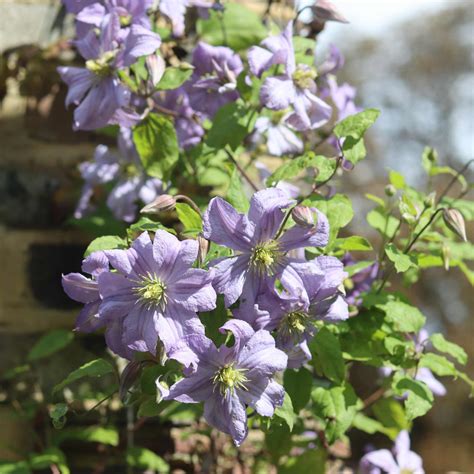Clematis 'Prince Charles' – Roots Plants