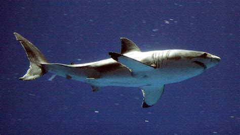 Boston aquarium on lookout for great whites after suspicious bites