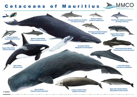 Cetaceans - Marine Megafauna Conservation Organisation