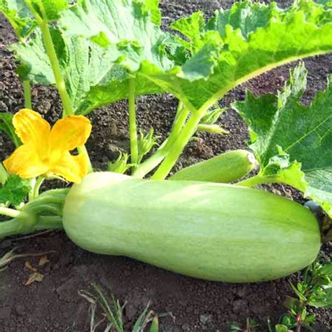 Кабачок «Ролик» — описание, фото и характеристики сорта