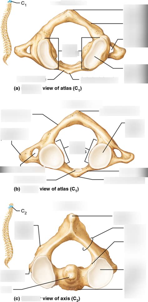 Atlas Axis Anatomy Diagram Quizlet