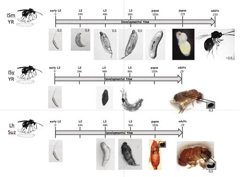 Different Possible Outcomes For Parasitoids On The Top When A D