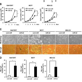 Overexpression Of Mir Induced Cellular Senescence Cell Cycle G