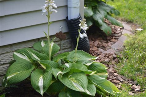 Ann Kulpa Hosta Finally Grew And Bloomed