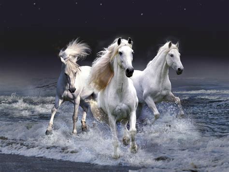 Wild Horse Backgrounds