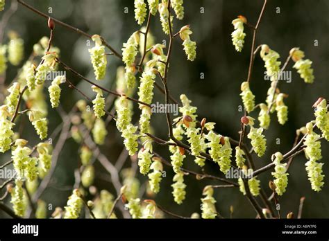 Female Pussy Willow Salix Caprea Catkins In Spring Stock Photo Alamy