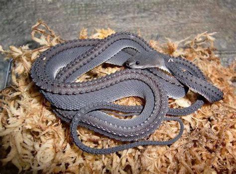 The Dragon Snake: One of the worlds rarest snakes [x-post from /r/pics] : r/DragonBois