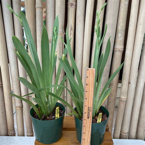 Mltnps Morris Chestnut H171 55 Pot Akatsuka Orchid Gardens