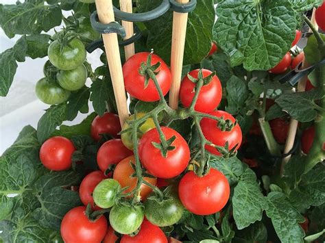 Cu Ndo Plantar Tomates En Kentucky Para Lograr El Xito