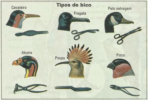 Tipos De Bicos Aves - Tipos De Bicos Das Aves - RETOEDU