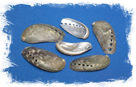 Галиотисы морские ушки. Купить