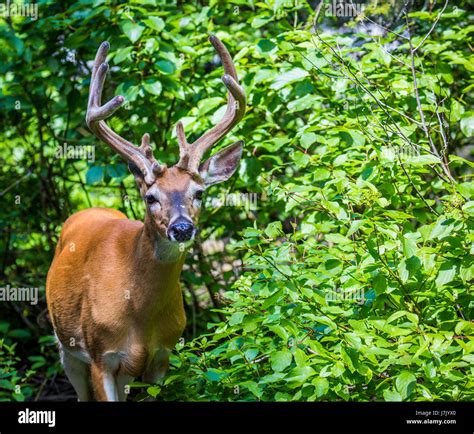 Odocoileus Virginianus Borealis Hi Res Stock Photography And Images Alamy