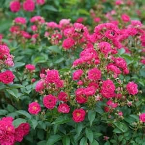 Reviews For Proven Winners Gal Oso Easy Urban Legend Landscape Rose