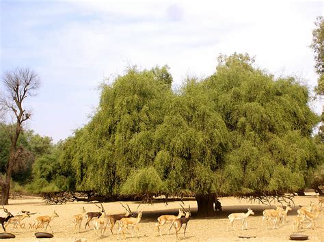 salvadora persica arak salvadora persika gorchichno drvo miswak