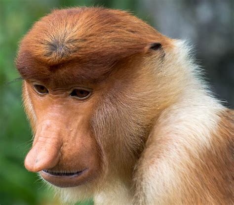 Proboscis monkey – long-nosed monkey | DinoAnimals.com