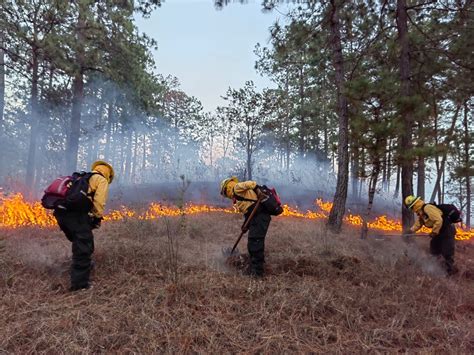 C Mo Se Recuperan Los Suelos Luego De Un Incendio Forestal La Hora