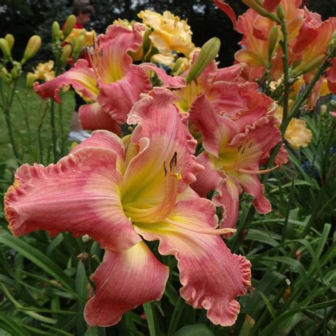 Cherished Memories... - Cherished Memories Daylilies