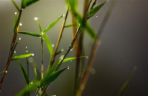 Fondos De Pantalla Luz De Sol Naturaleza Césped Plantas Rama