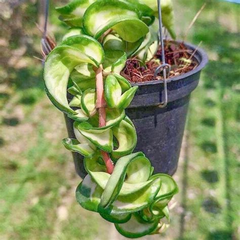 Хойя CARNOSA COMPACTA VARIEGATA INSIDE – купить за 3 200 ₽ | ADENIUMLAND
