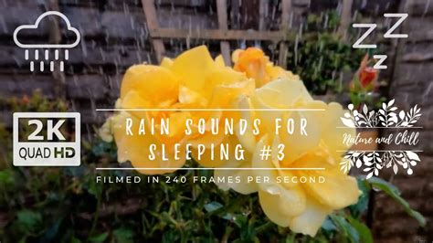 Rain Sounds For Sleeping Part 3 3 Hours Rain On English Roses Asmr