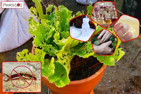 How To Get Rid Of Earwigs In Potted Plants