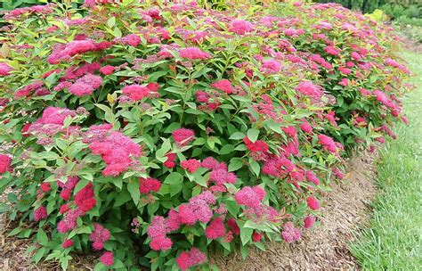 Неприхотливые кустарники на даче: самые простые в уходе виды | Полезные ...