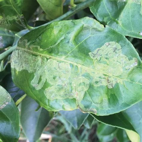 Searles Control Citrus Gall Wasp Treatment