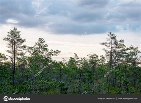 Summer Trees With Naked Branches Stock Photo By Martinsvanags 133408762