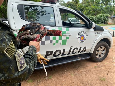 Sitiante Multado Por Promover Rinha De Galos Em Mar Lia Bauru E