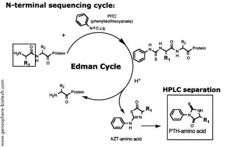 Edman Degradation Automated Sequencing Of Amino Acids In A Peptide