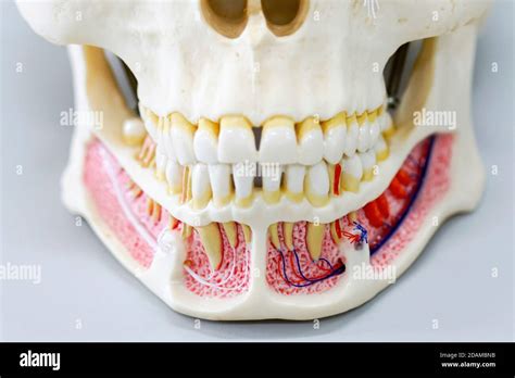 Anatomy Of The Jaw