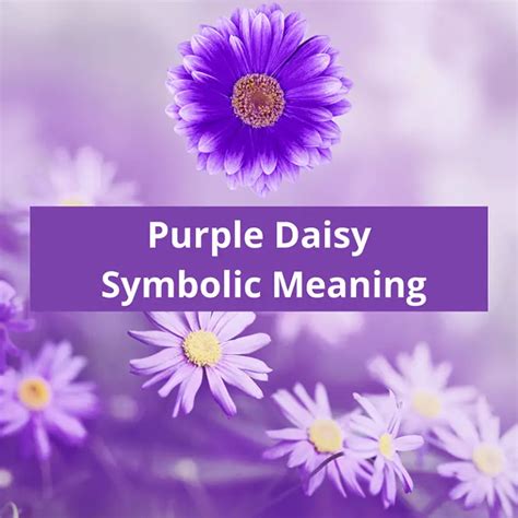 Purple Daisy Symbolic Meaning