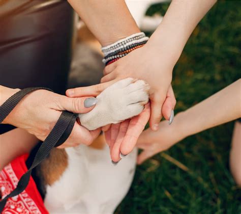 How To Socialize Your Dog