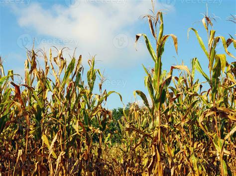 Corn Field During Harvest And Blue Sky Dry Corn Fields Ready For