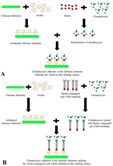 A: the biotin–avidin system, the biotin was conjugated to cell ...