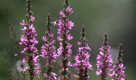 Cult Film Freak Reviving Woody Allen S A Midsummer Night S Sex Comedy