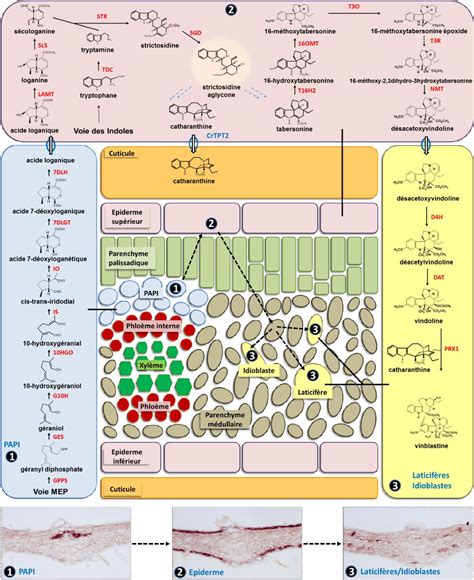 Figure From Elucidation De La Voie De Biosynth Se Des Alcalo Des De