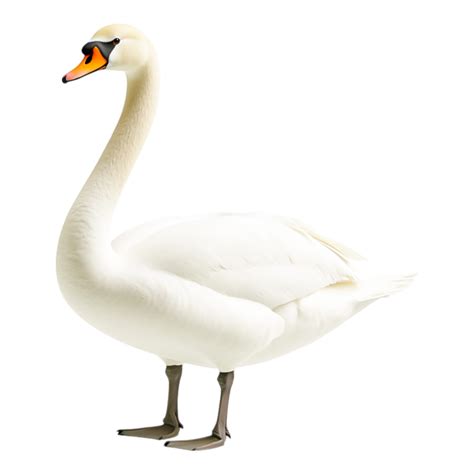 Elegant White Swan 52969794 Png