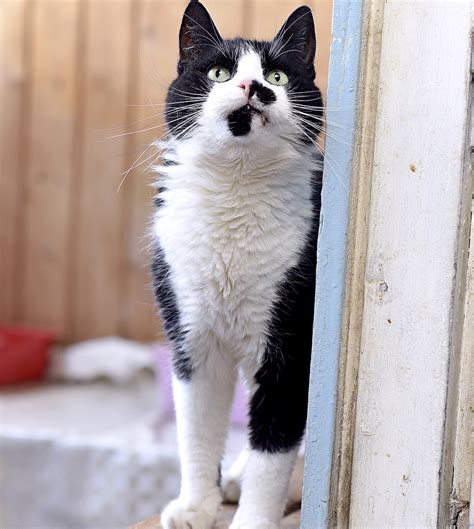 Кот Джокер из приюта ищет дом - Муниципальный приют для безнадзорных ...