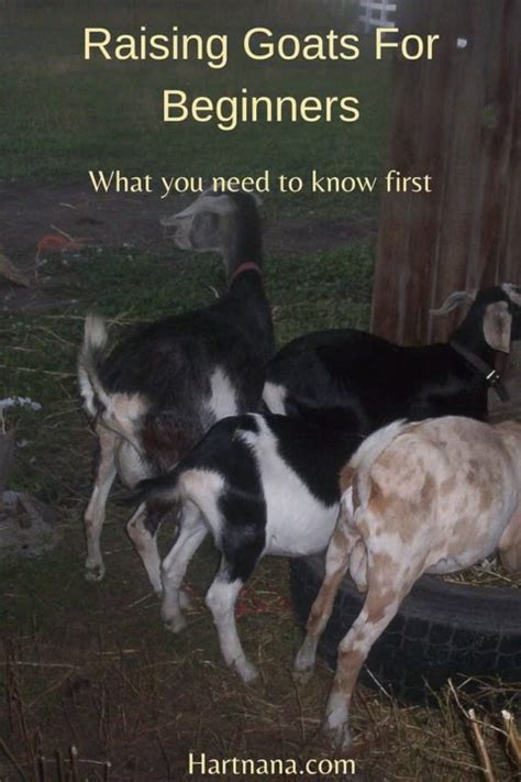 Raising Goats For Beginners What You Need To Know