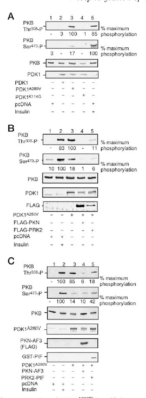 PDF Mechanism Of Phosphorylation Of Protein Kinase B Akt By A