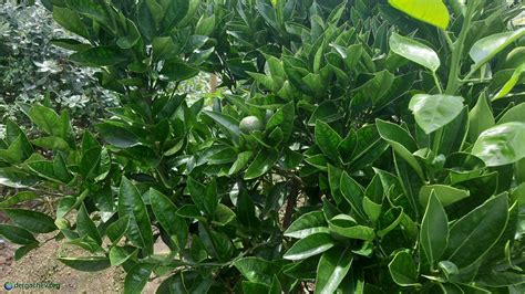 Абхазское застолье, целебные источники и «священные» коровы: dergachev ...