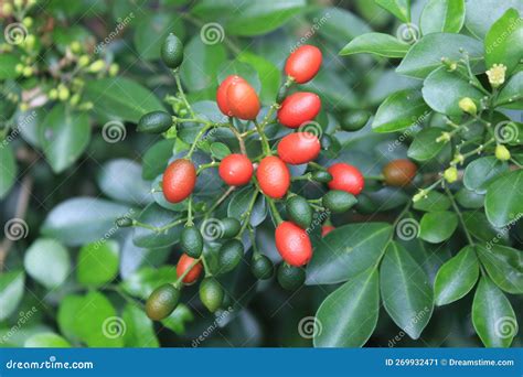 Kemuning Fruit stock image. Image of tree, seed, flower - 269932471