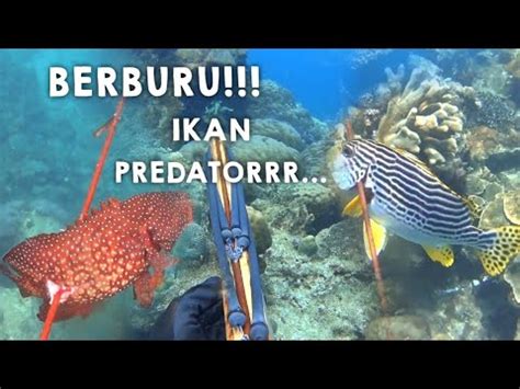 SPEARFISHING BERBURU IKAN PREDATOR DI BAWAH LAUT DAPAT IKAN BESARR