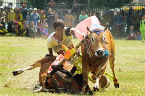 Fakta Karapan Sapi Tradisi Kebanggaan Masyarakat Madura