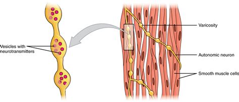 Smooth Muscle | Anatomy and Physiology I